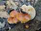 Téli fülőke (Flammulina velutipes), Budai-hegység